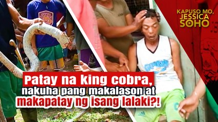 Patay na king cobra, nakuha pang makalason at makapatay ng isang lalaki?! | Kapuso Mo, Jessica Soho