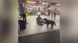 Dog Reunited With Owner Returning From Deployment