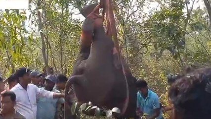 পশ্চিম মেদিনীপুর: হস্তি শাবককে &#039;গুলি&#039; মেরে ক্রেনে করে উদ্ধার, বিরল দৃশ্য ক্যামেরাবন্দী