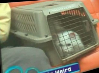So Weird S02 E23
