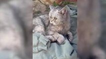 Enkaz altında kalan kediye depremden 49 gün sonra ulaşıldı