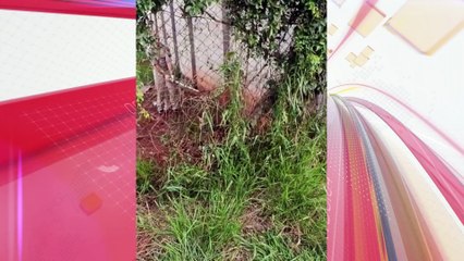 Jiboia 'fugitiva' é flagrada em rua do PR e ataca morador; assista o resgate