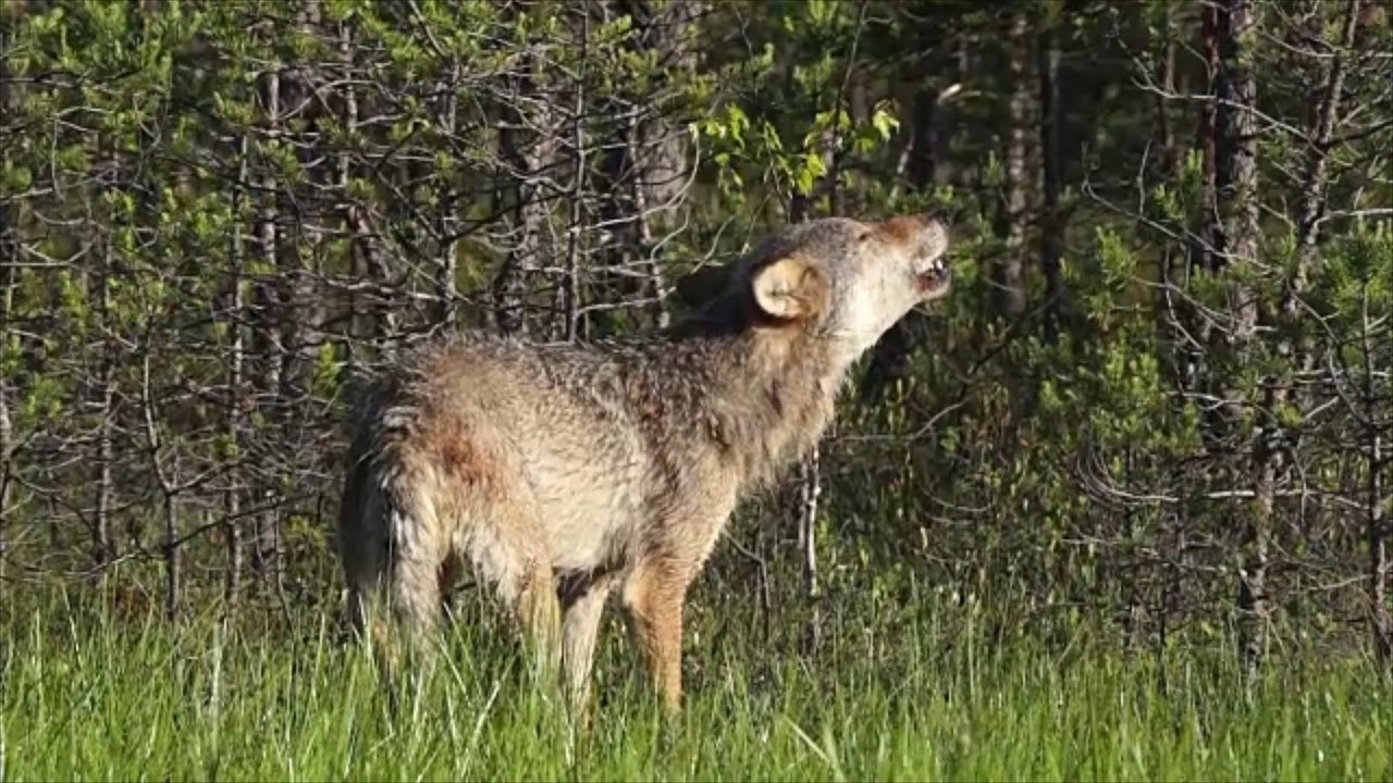 Harz: polizei und feuerwehr suchen "wolfsmensch"