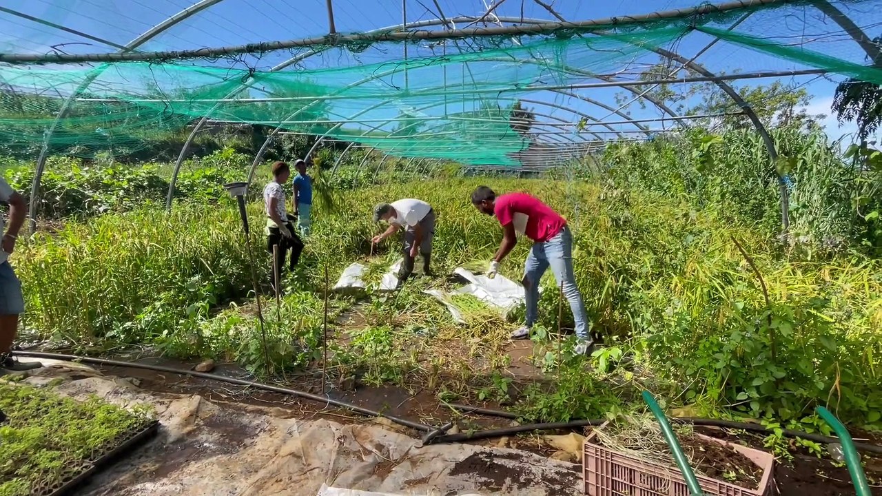 Culture du riz péi : Les débuts prometteurs de Jean-Michel Grondin dans le sud