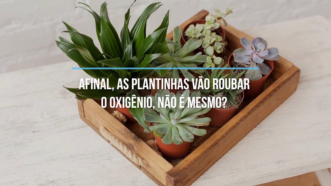 Confira quais as melhores plantas para ter no quarto!