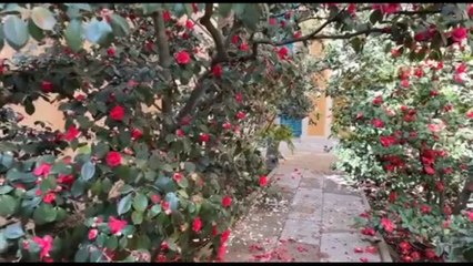 Firenze, a Boboli apre al pubblico il giardino delle camelie