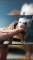 Ferret Grabs Woman's Finger and Tries to Take Her Into Its Burrow