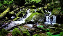 Jungle Stream Meditation: 1 Hour of Calming Mountain Sounds for Deep Relaxation