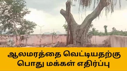 தேனி: 150 ஆண்டுகள் பழமையான மரத்தை வெட்ட கொடுவை கிராம மக்கள் எதிர்ப்பு !