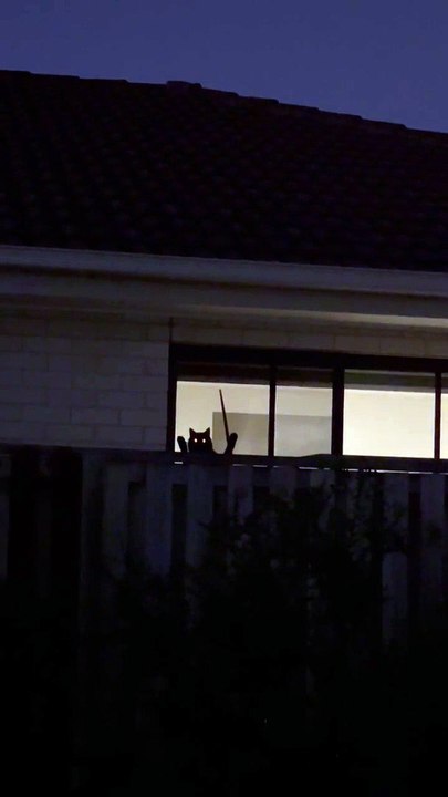 Stalking Cat Stares Into Mans Soul