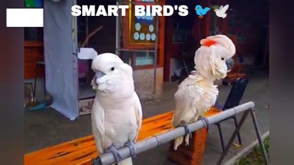 Clever kingfisher | White parrot  | smart birds shorts