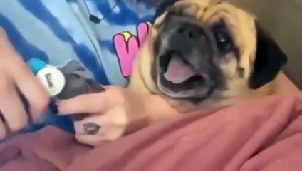 Funniest Animals 2023 | Funniest Dogs 2023 | Funny Cats And Dogs 2023
