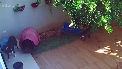 Câmeras flagram ataque de quati a cachorro de estimação