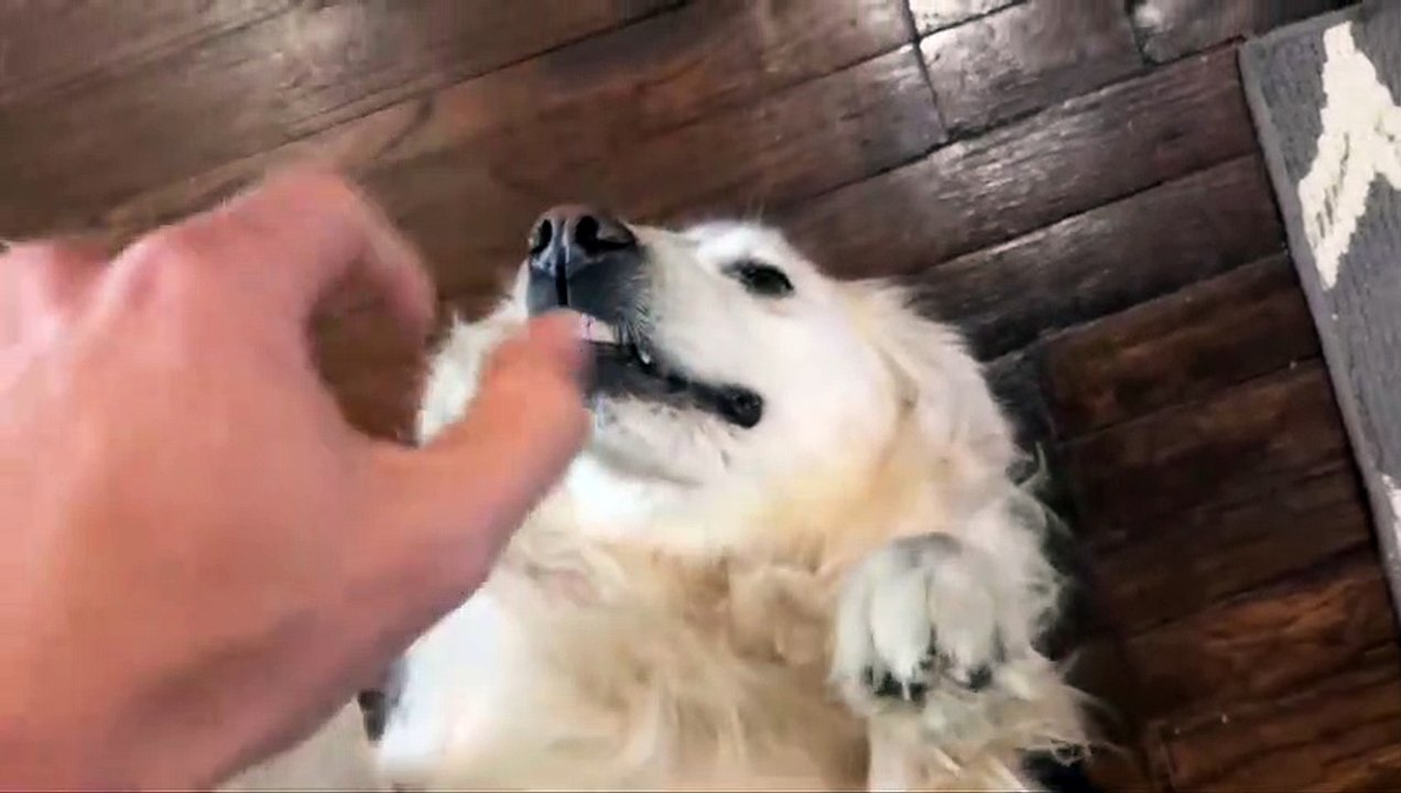 Chica
