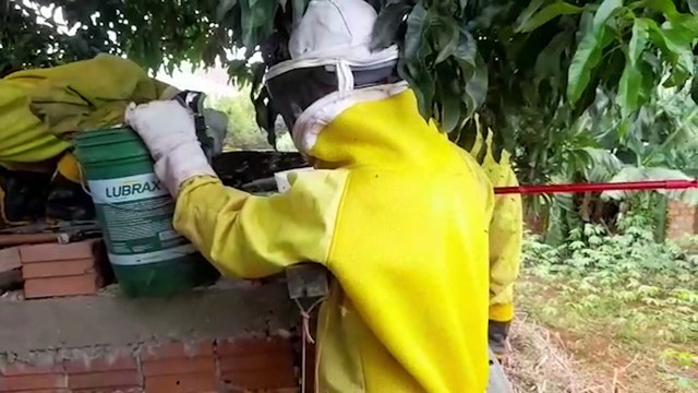 Enxames de abelhas são removidos de forro de residência no Alto Alegre