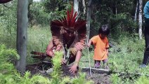 Indígenas luchan por salvar las araucarias y a su propio pueblo en Brasil