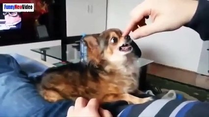 funny animal videos   funny dog videos 2015 part19 (2)