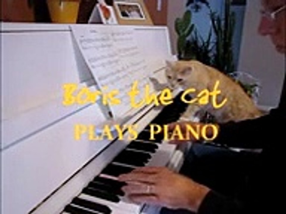 Boris The Cat Plays Piano TR (2)
