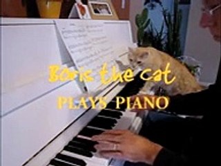 Boris The Cat Plays Piano TR (2)