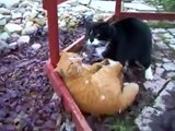 fighting mad cats