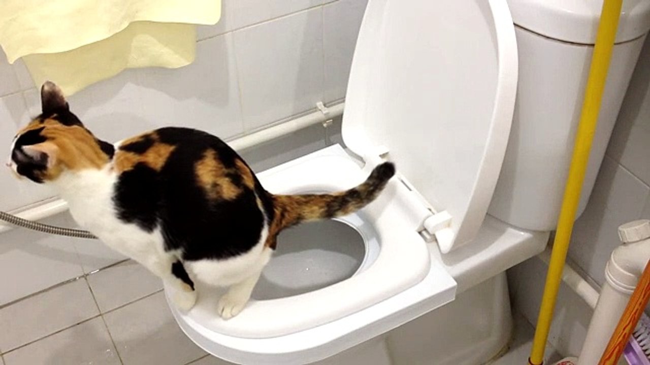 Sierra's 2nd month on the CitiKitty Cat Toilet Training Kit. Success