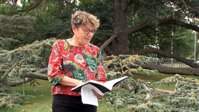 Heritage groups raise concern over Albert Hall plans to remove and replace trees