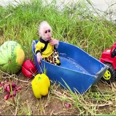 BiBi, A Baby Monkey Collecting Fruits In Boat