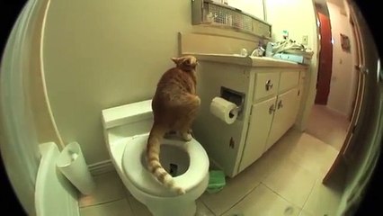 Marmalade The Cat Uses The Toilet And Flushes When He Is Done