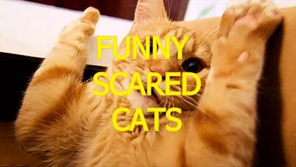Funny cats scared of random things - Funny cats compilation