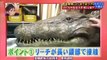 Funny Japanese Pranks Humans vs Crocodile [Engsub]