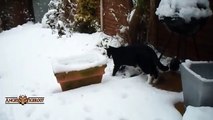 Best Of Funny,Cute Cats Playing in the Snow First Time Compilation (2)