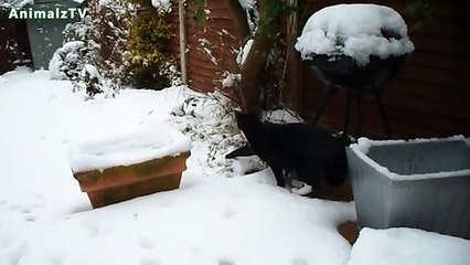 Funny Cats Playing in the Snow First Time Compilation 2016 (2)