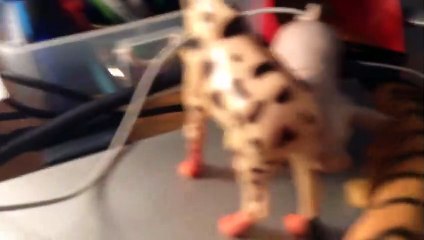 Animal Live video (quite funny)