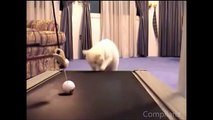 The Ultimate Cats On Treadmills Supercut