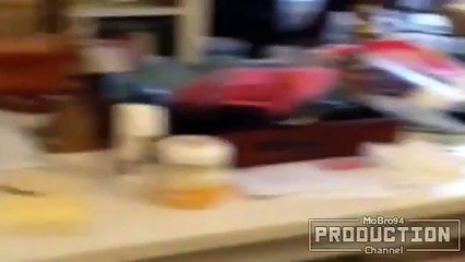 Babies and dogs talking – Funny dog & baby compilation