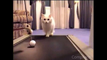 The Ultimate Cats On Treadmills Supercut (4)