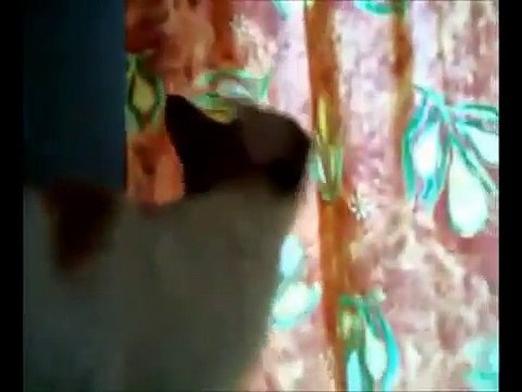 -Talking cats! MUST SEE!!! - funy cats punjabi speaking