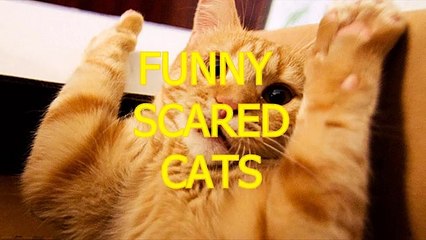 Funny cats scared of random things