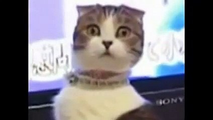 funny cats,funny cat videos,funny animals,funny video,cats funny,funny videos,funny cat