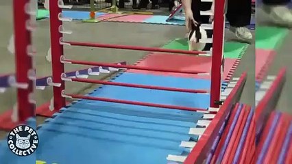 14 Funny Bunny Videos   Awesome Bunnies Compilation (3)