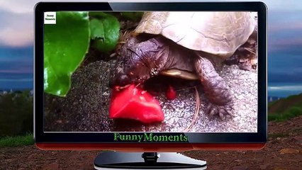 Animals Eating Watermelon [HD 2016] - YouTube