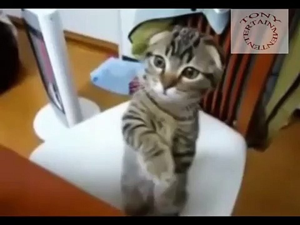Funny animal funny cat gags laugh Vidéo Dailymotion