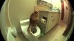 Marmalade The Cat Uses The Toilet And Flushes When He Is Done (2)