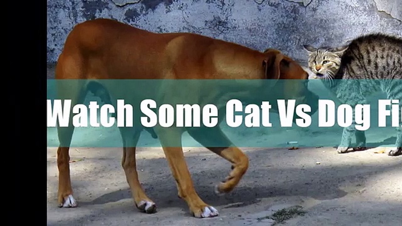 Best Cat Vs Dog FIGHT Video ! EPIC Fighting Videos (2) Vidéo Dailymotion
