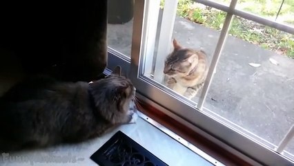 Funny Cats Fighting Through Glass Compilation