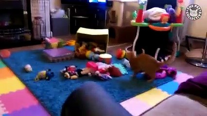 Scaredy Cats Video Compilation 2016 (2)