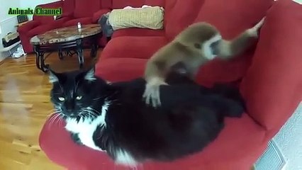 Cats vs Monkey Funny Animals -  Funny Cats Compilation   Funny Video 2016