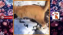 Cats Discovering Funny Cats 2016-Cute Cats and Kittens-Cats January 2016-CatsAreAwesome