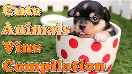 Cute and Funny Animals Vine Compilation March 2015 (2)