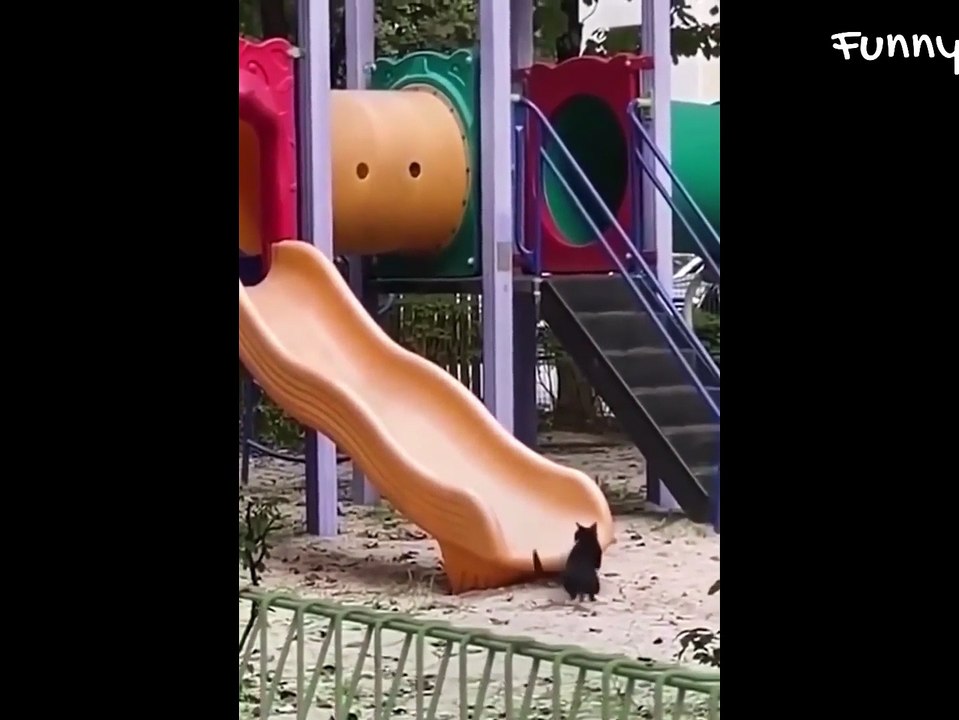 Cats And Dogs - Funny animal videos